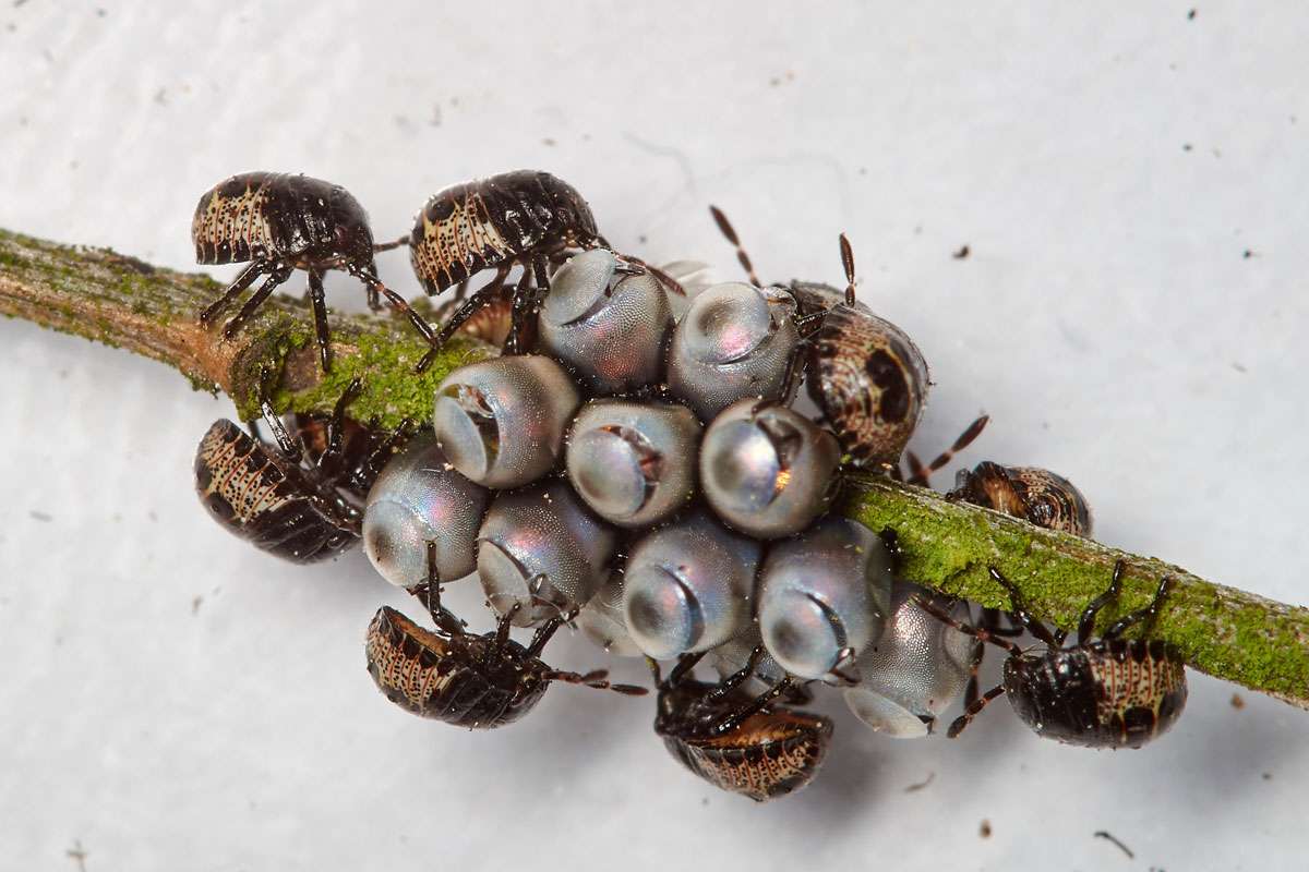 Frisch geschlüpfte Graue Gartenwanzen (Rhaphigaster nebulosa), (c) Arno Laber/NABU-naturgucker.de