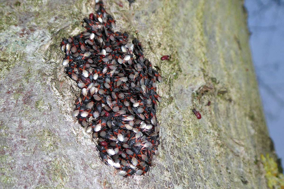 Aggregation der Lindenwanze (Oxycarenus lavaterae), (c) Jürgen Gehnen/NABU-naturgucker.de