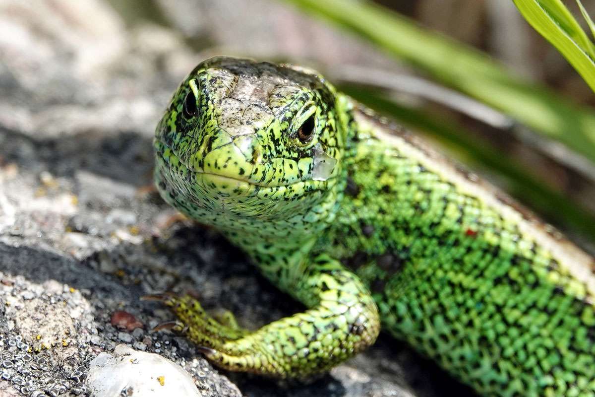 Zauneidechse (Lacerta agilis), (c) Jens Winter/NABU-naturgucker.de