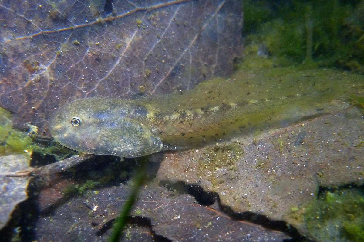 Kaulquappe der Geburtshelferkröte (Alytes obstetricans), (c) Werner Bartsch/NABU-naturgucker.de