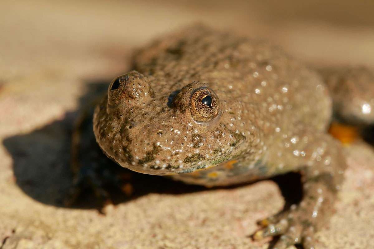 Gelbbauchunke (Bombina variegata), (c) Claudine Strack/NABU-naturgucker.de