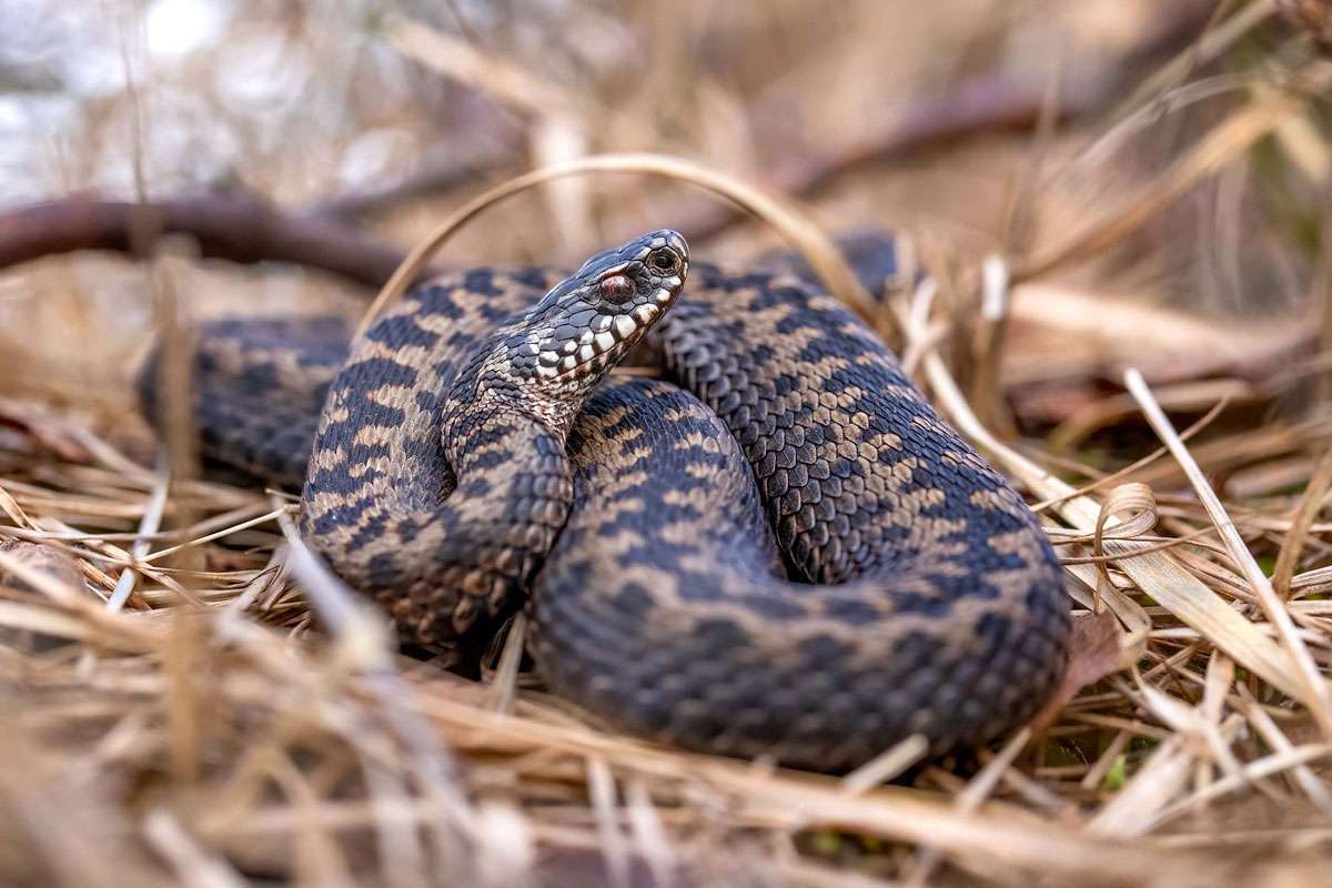 Kreuzotter (Vipera berus), (c) Susanne Großnick/NABU-naturgucker.de
