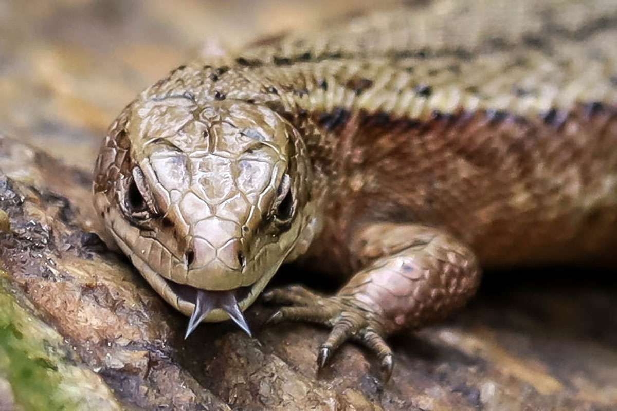 Waldeidechse (Zootoca vivipara), (c) Istvan und Sabine Palfi/NABU-naturgucker.de