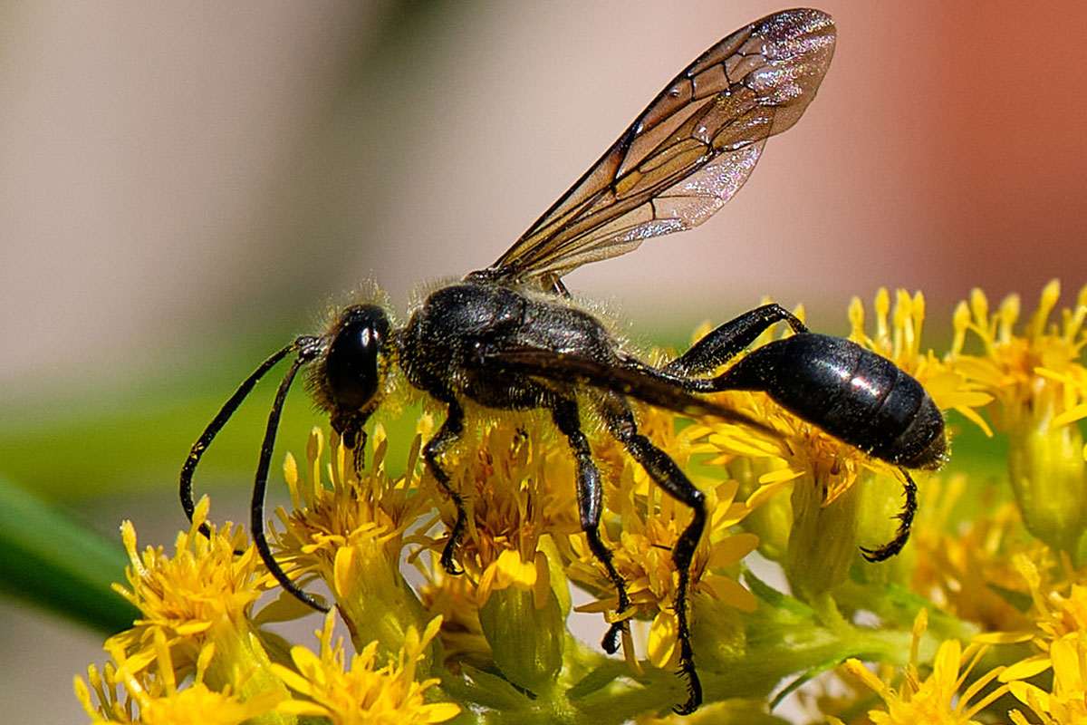 Stahlblauer Grillenjäger (Isodontia mexicana), (c) Stefan Spring/NABU-naturgucker.de