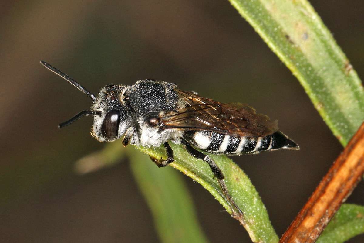 Sandrasen-Kegelbiene (Coelioxys conoidea), (c) Volkmar Nix/NABU-naturgucker.de