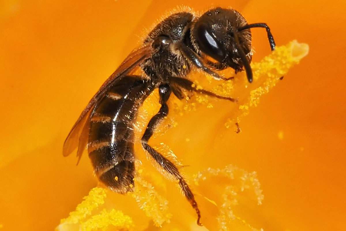 Schmalbiene (Lasioglossum sp.), (c) Peter Reus/NABU-naturgucker.de