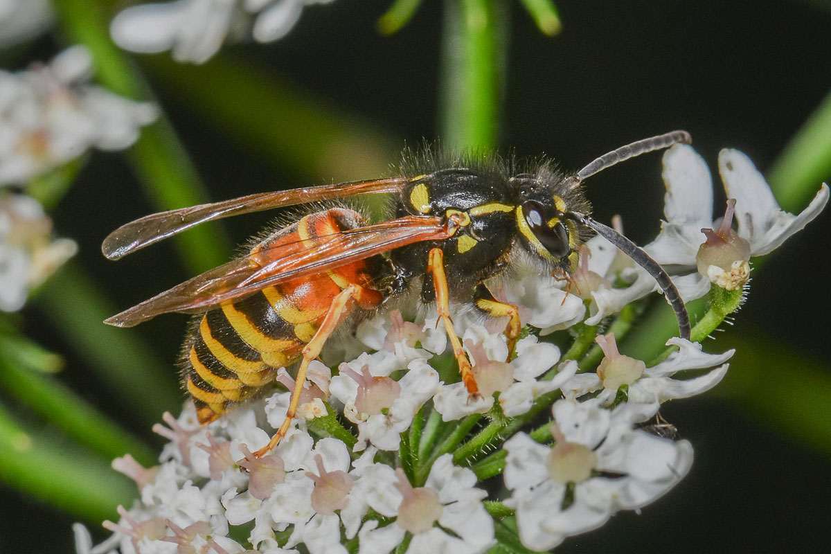 Rote Wespe (Vespula rufa), (c) Peter Reus/NABU-naturgucker.de