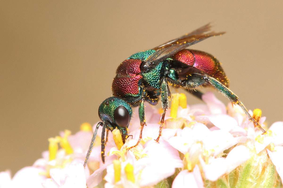 Sand-Goldwespe (Hedychrum nobile), (c) Frank Aeckersberg/NABU-naturgucker.de