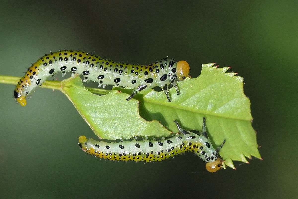 Larven einer Bürstenhornblattwespe der Gattung Arge, (c) Michael Benteler/NABU-naturgucker.de