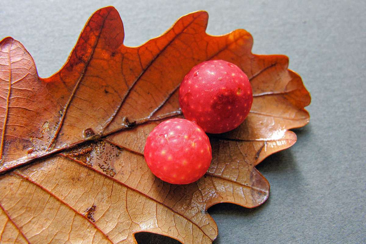 Durch Eichengallwespen verursachte Pflanzengallen, (c) Ulrich Sach/NABU-naturgucker.de