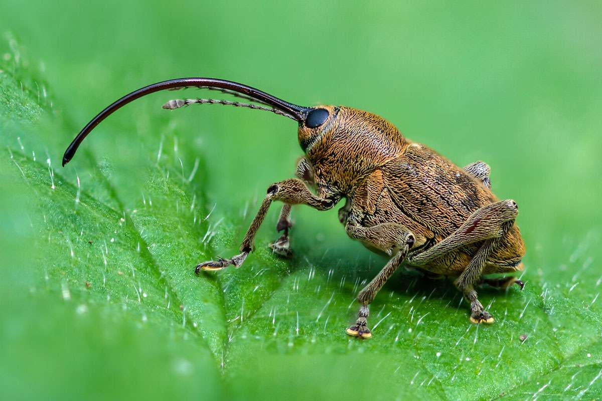 Haselnussbohrer (Curculio nucum), (c) Istvan und Sabine Palfi/NABU-naturgucker.de