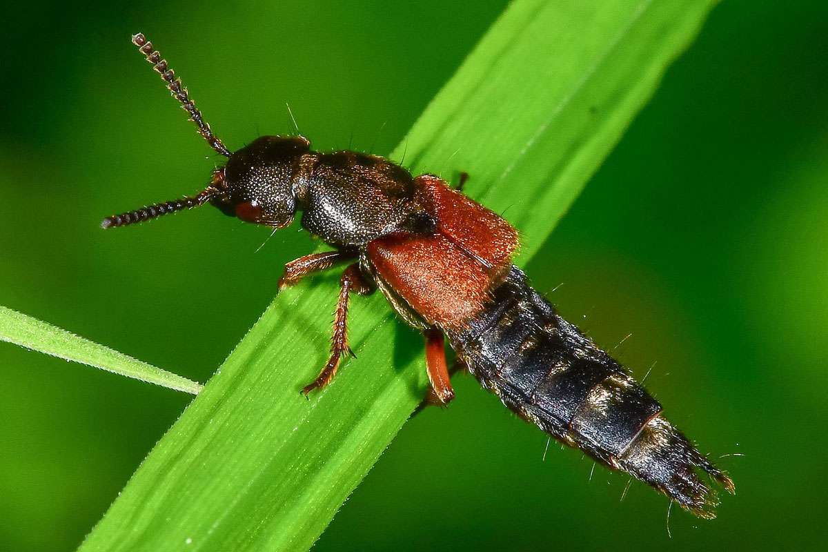 Der Kurzflügler Platydracus latebricola, (c) Peter Reus/NABU-naturgucker.de