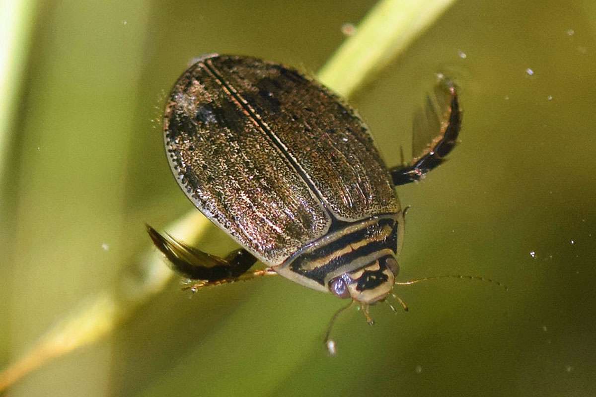 Gemeiner Furchenschwimmer (Acilius sulcatus), (c) Ina Siebert/NABU-naturgucker.de