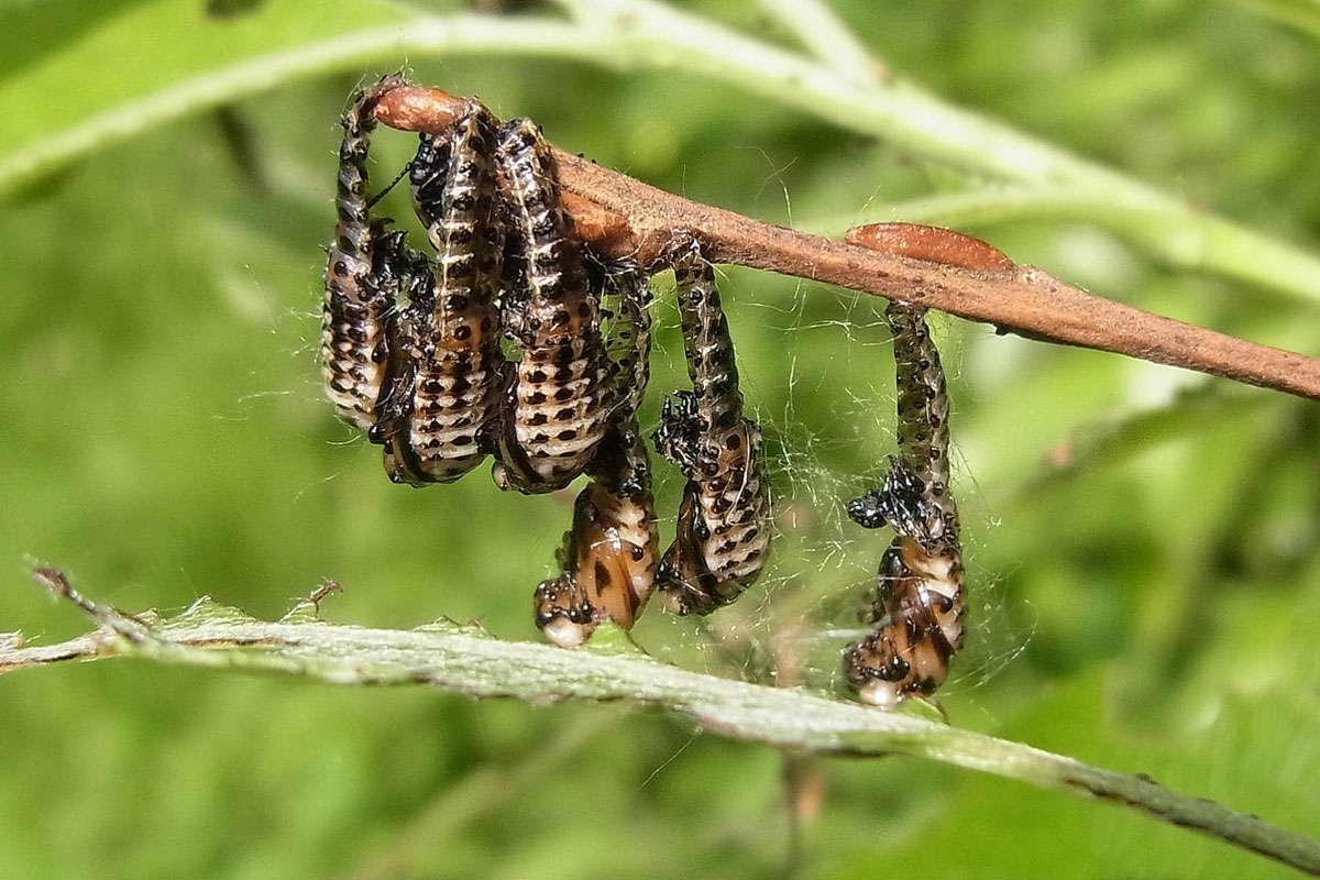 Puppen des Gefleckten Weidenblattkäfers (Chrysomela vigintipunctata), (c) Gaby Schulemann-Maier/NABU-naturgucker.de