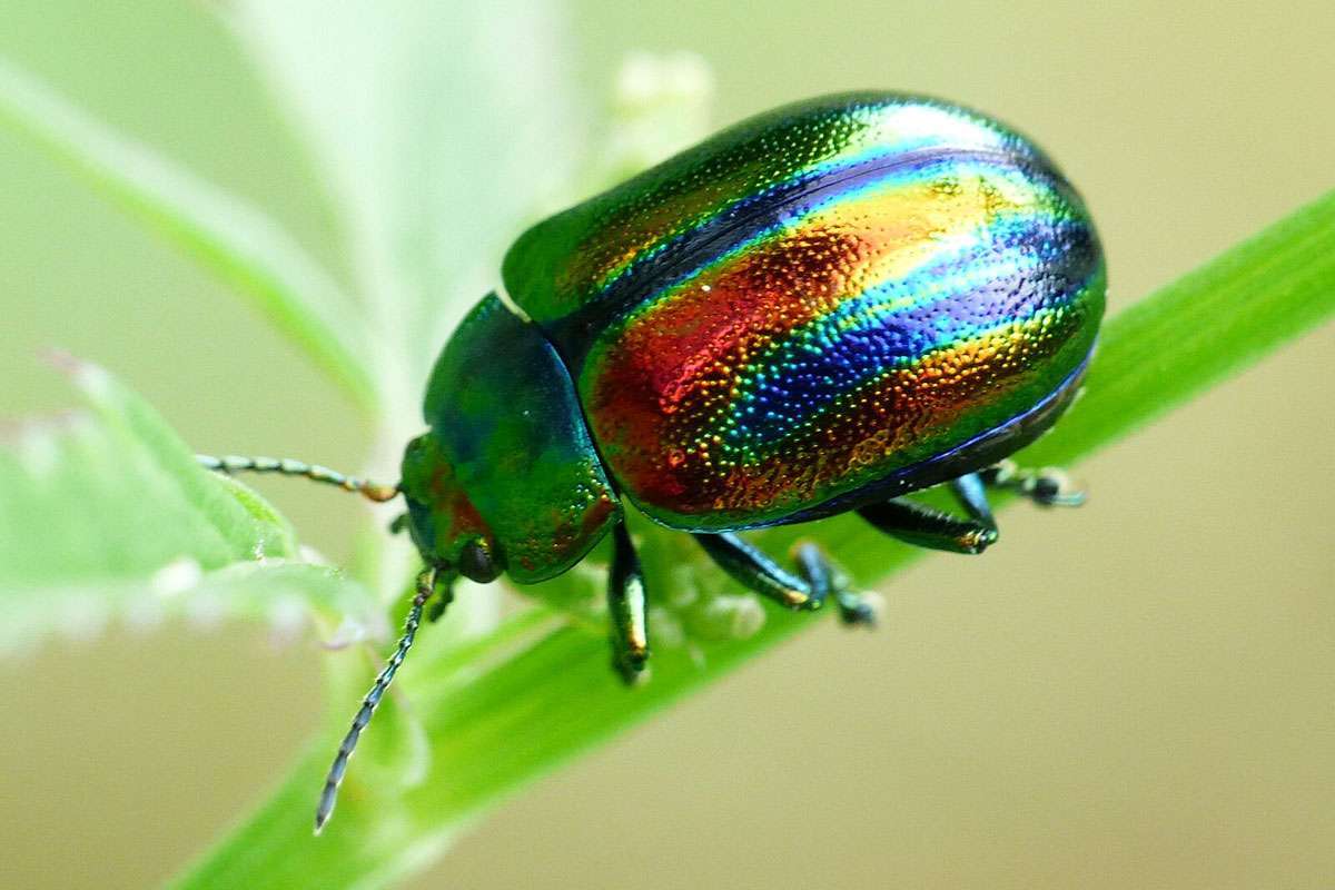 Prächtiger Blattkäfer (Chrysolina fastuosa), (c) Birgit Emig/NABU-naturgucker.de