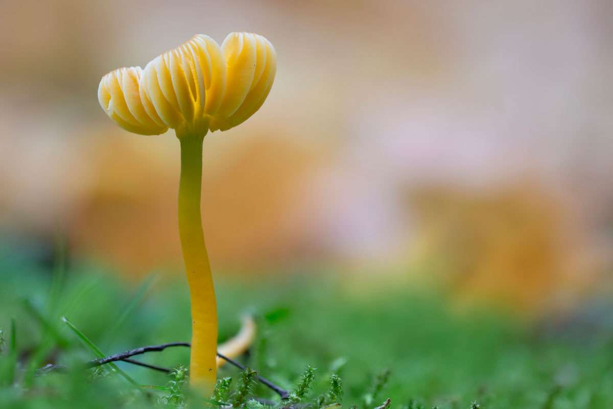 Papageien-Saftling (Gliophorus psittacinus), (c) Holger Kleinhanß/NABU-naturgucker.de