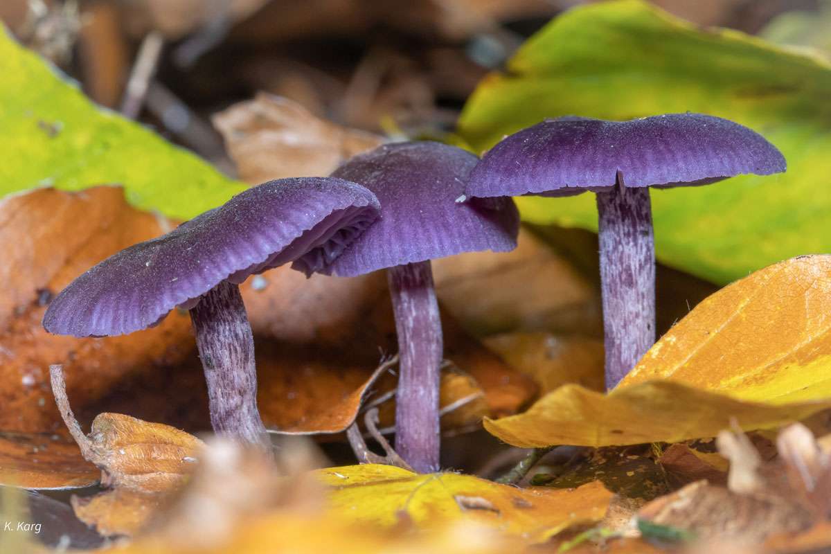 Amethystblättriger Lacktrichterling (Laccaria amethystina), (c) Kerstin Karg/NABU-naturgucker.de