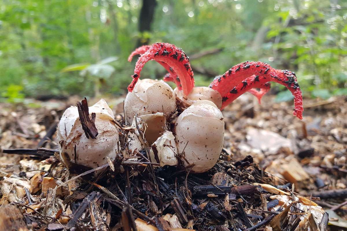 Tintenfischpilz (Clathrus archeri), (c) Daniel Franke/NABU-naturgucker.de