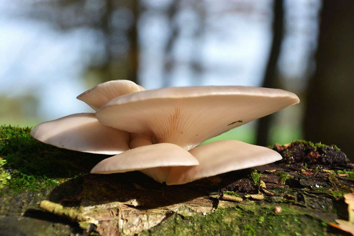 Austern-Seitling (Pleurotus ostreatus), (c) Rolf Jantz/NABU-naturgucker.de