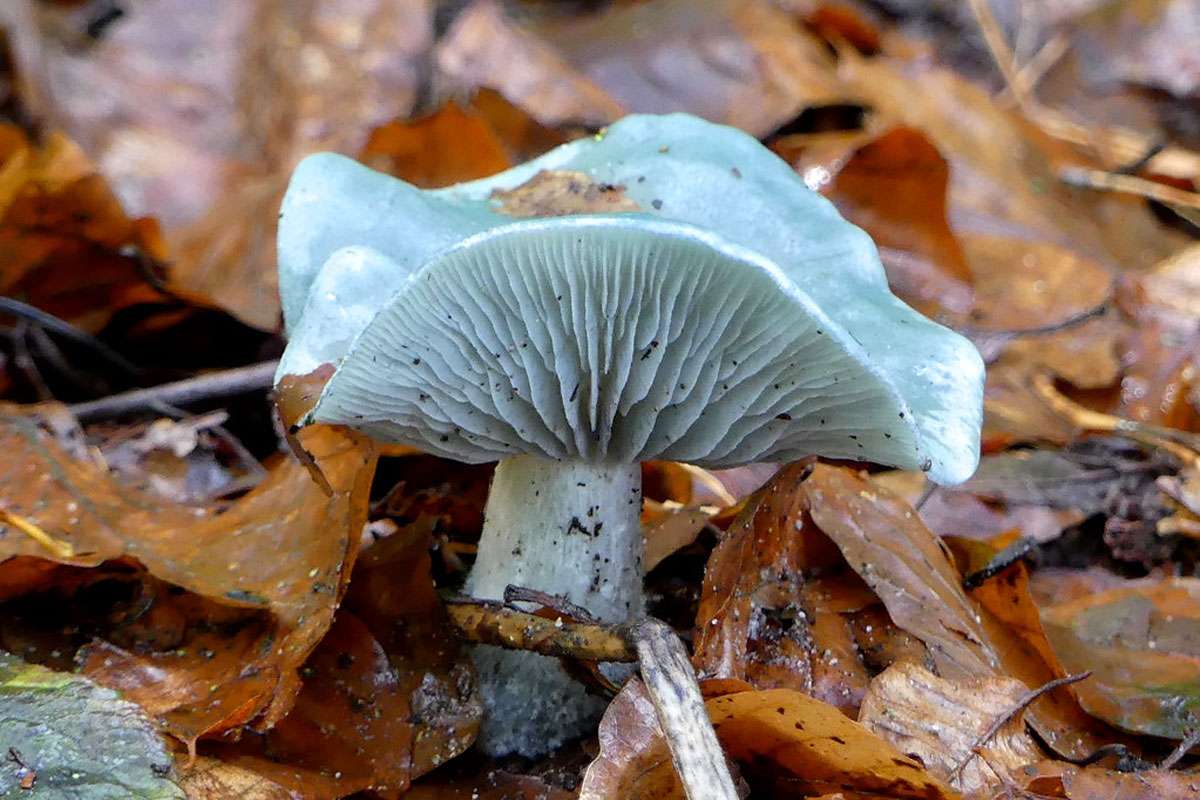 Grüner Anistrichterling (Clitocybe odora), (c) Birgit Kurth/NABU-naturgucker.de