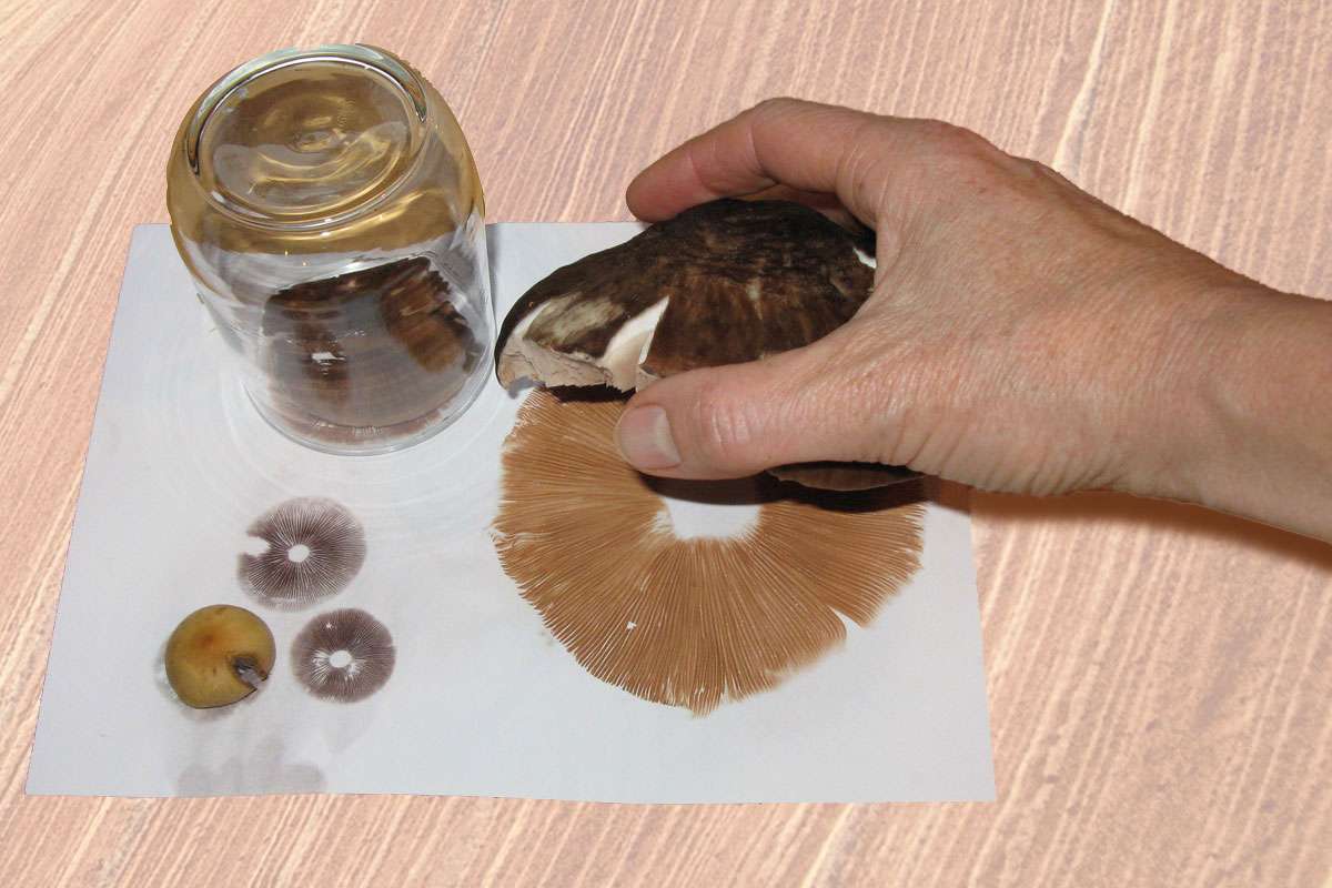Herstellung eines Sporenabdrucks, (c) Dr. Rita Lüder