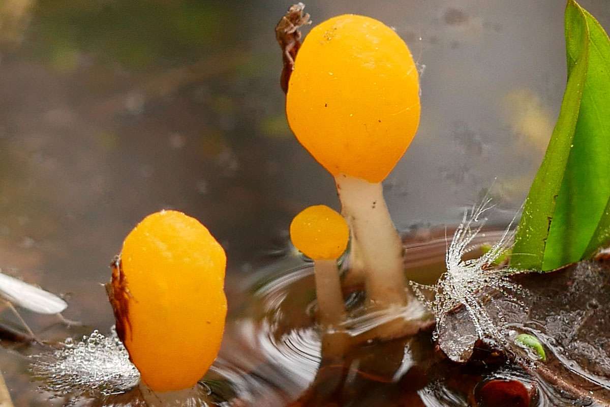 Sumpfhaubenpilz (Mitrula paludosa), (c) Ralf Göres/NABU-naturgucker.de
