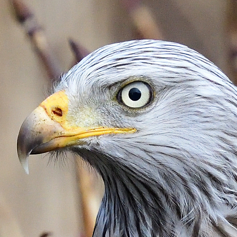 Öffnen 3. Greifvögel, Falken und Eulen
