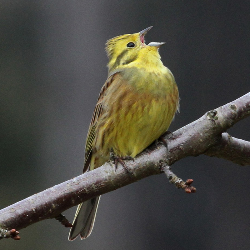 Öffnen 9. Vogelstimmen lernen Schritt für Schritt