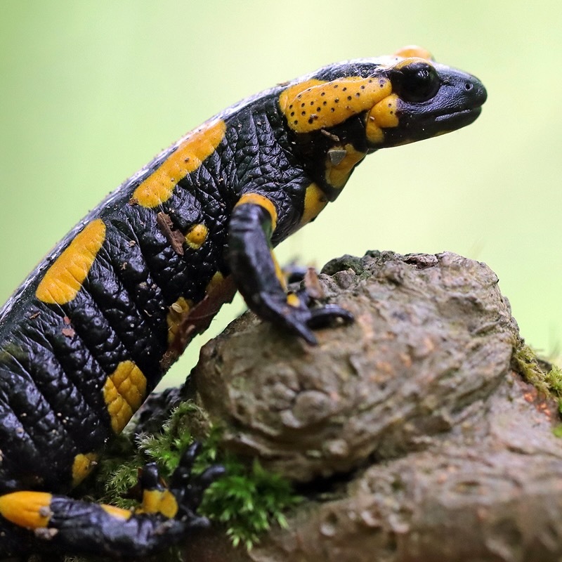 Öffnen 1. Schwanzlurche