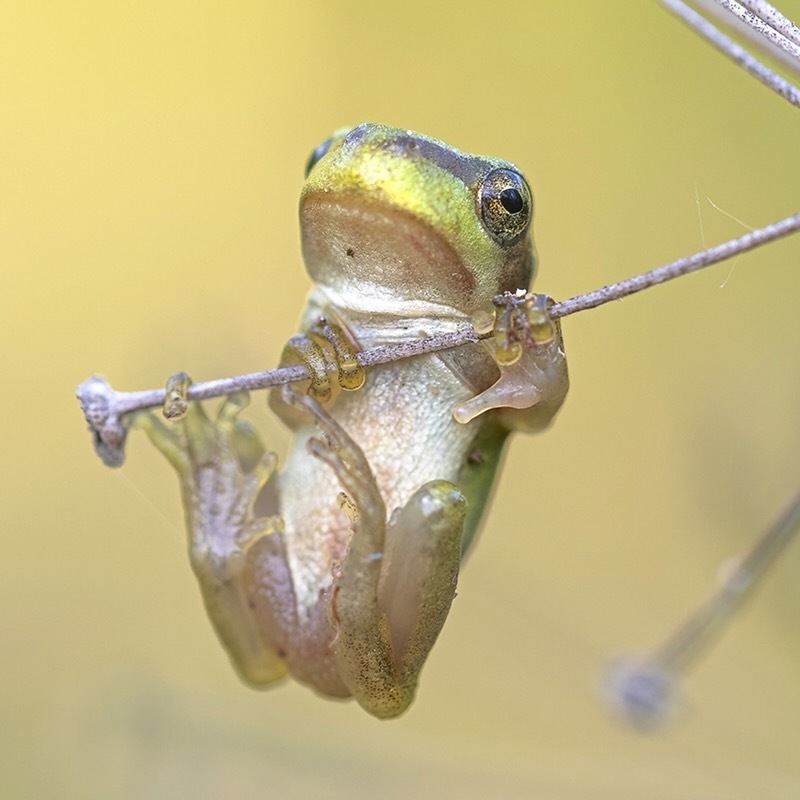 Öffnen 3. Gefährdung und Schutz von Amphibien