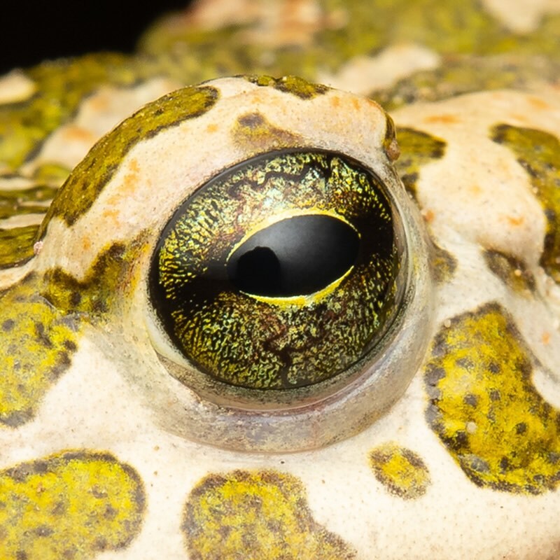 Öffnen 2. Froschlurche