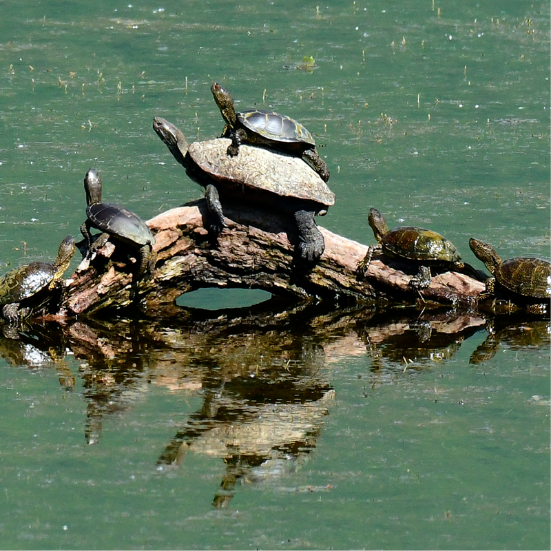 Öffnen 3. Lebensräume und Lebensweise der Reptilien